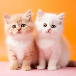 My Realistic Kitten Robot