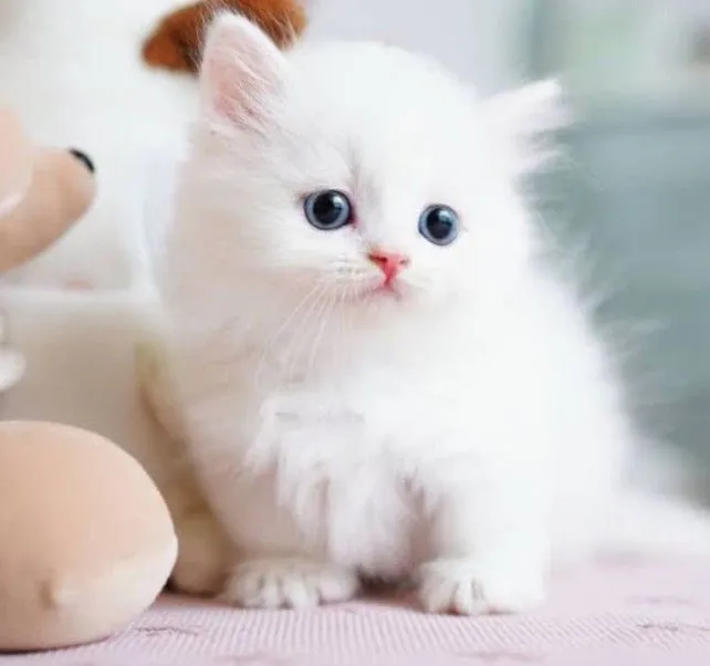 My Realistic Kitten Robot - Image 3