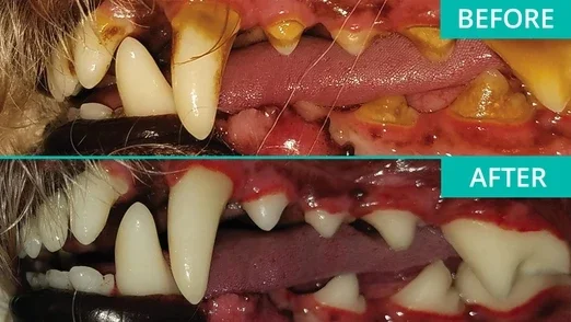 (❤️Clearance Sale: Buy 2 Get Extra 10% OFF) Dog Toothbrush - Image 5