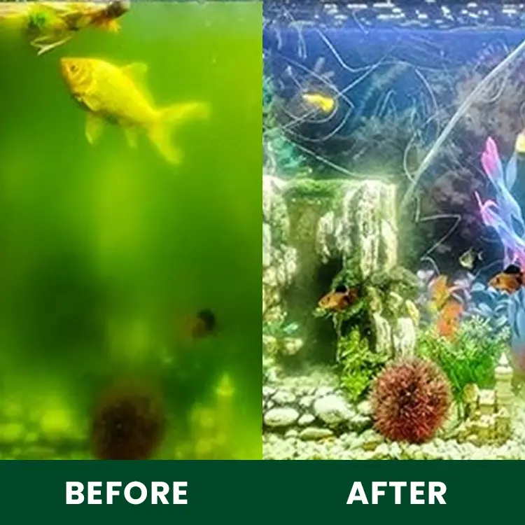 Moss Removal Algaecide and Clarifier - Image 6