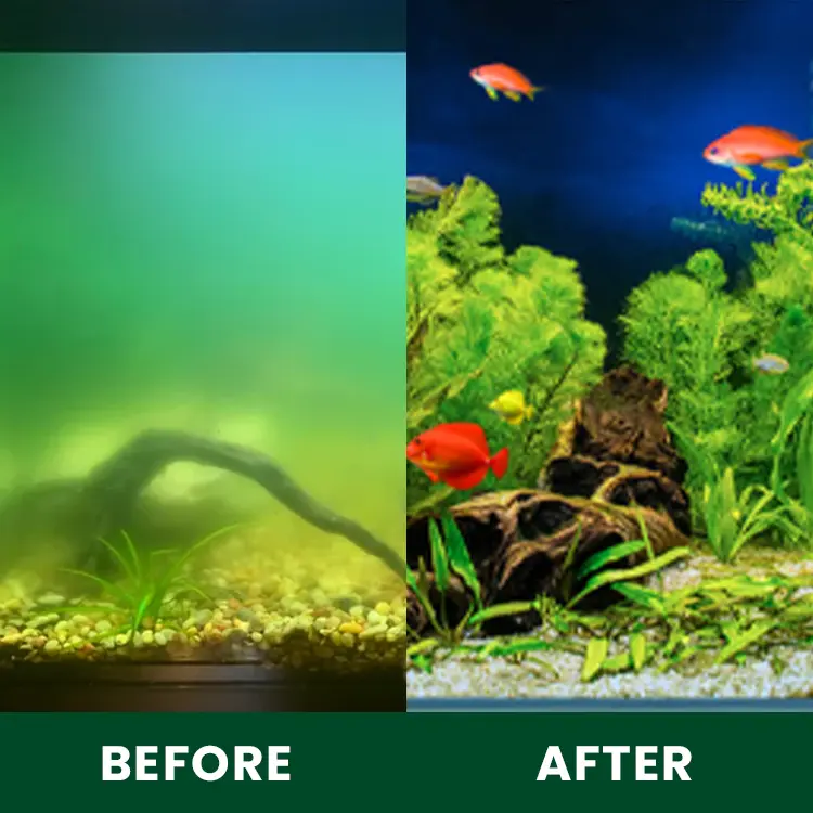 Moss Removal Algaecide and Clarifier - Image 8