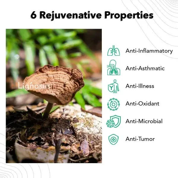 Lignosus Best Natural Respiratory Health Supplement - Image 3